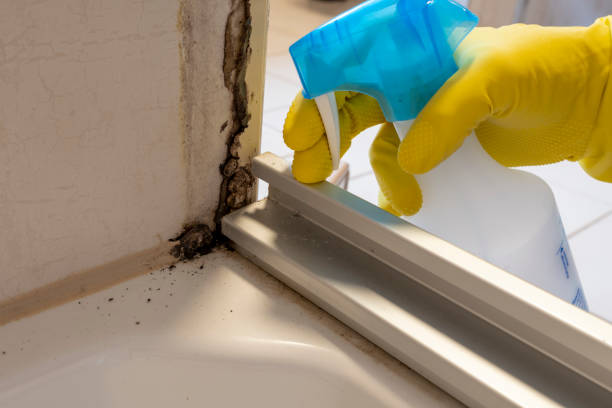 Best Black Mold Remediation in Monette, AR